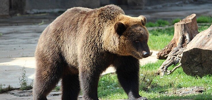 Медведи ижевского зоопарка ушли в спячку