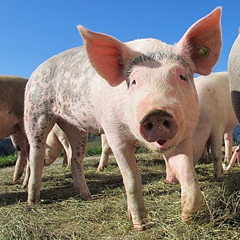 Кожей генетически модифицированной свиньи впервые вылечили рану человека