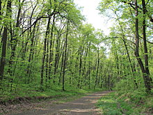 Чиновник: саратовцам достаточно деревьев с учетом Кумыски