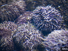 Единственная устричная ферма на Урале обходит ограничения Запада. Фоторепортаж