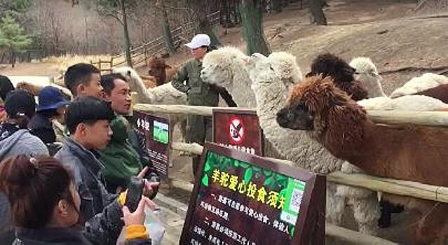 Животные зоопарка города Шэньян дружно наслаждаются ранней весной