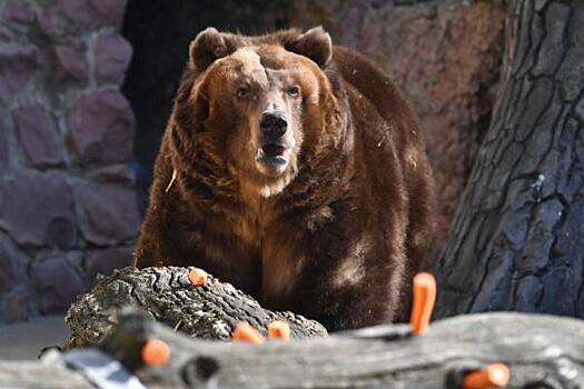 Медведь облился нефтью и сломал манометр на месторождении под Томском