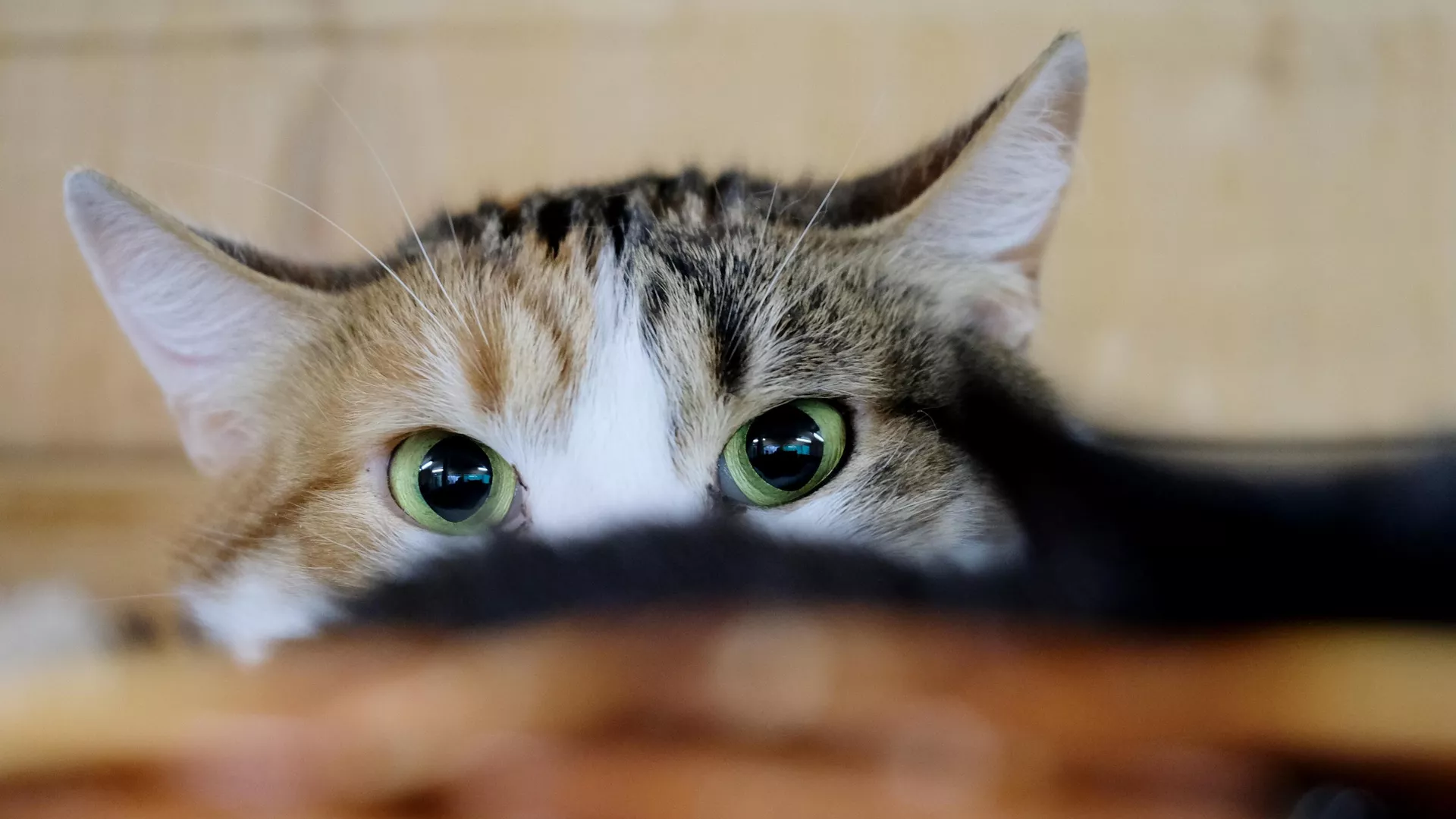 Во Львове обсуждают дерусифицикацию кошачьего «мяу»