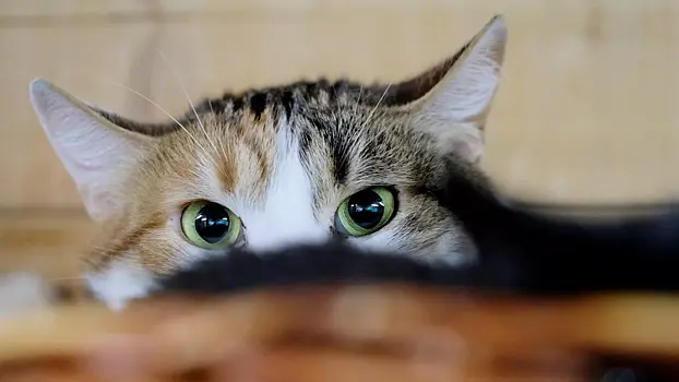 Во Львове обсуждают дерусифицикацию кошачьего "мяу"