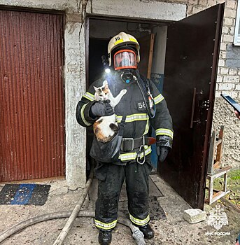 Упитанную трехцветную кошку спасли в Костромской области от чайника