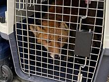 Полицейские доставили из Охи в Южно-Сахалинск пострадавшего в ДТП лисёнка