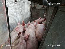 Перевозившая свиней фура завалилась набок в Кузбассе