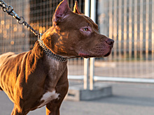 «Теперь у тебя будет на одну собаку меньше»: благовещенка натравила стаффа на питомца соседки