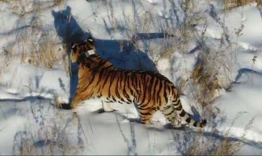 Shot: тушу краснокнижного амурского тигра нашли в Приморском крае