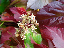 Весеннее цветение началось бабьим летом-2025 у флоры в Новосибирской области