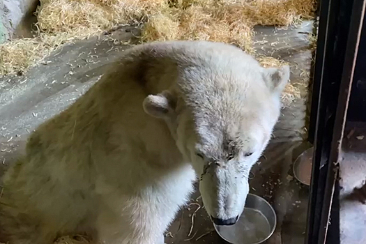 Раскрыт утренний рацион раненого медведя в московском зоопарке