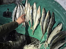 Транспортные полицейские в Северобайкальске установили четверых браконьеров, незаконно добывших омуля на сумму более 625 тысяч рублей