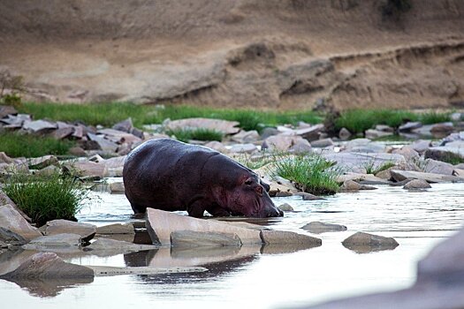 Бегемоты из зоопарка Пабло Эскобара угрожают экосистеме Колумбии