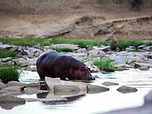 Бегемоты из зоопарка Пабло Эскобара угрожают экосистеме Колумбии