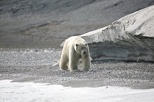 Байден решил приостановить выдачу лицензий на бурение в Арктике