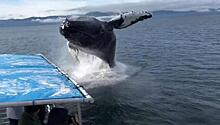 Горбатый кит едва не перевернул лодку с туристами на Аляске