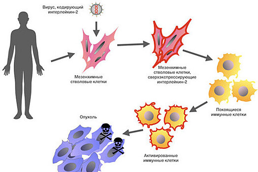 Российские биологи выяснили, как ГМ-стволовые клетки могут повысить иммунитет