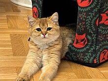 Певица Наталия Иванова ищет потерявшегося в Нижнем Новгороде котёнка