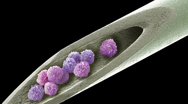 Стволовые клетки заменят лабораторных животных