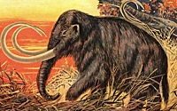 На Ямале ученые нашли уникальные ДНК мамонта и носорога