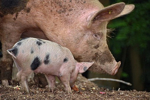 «РусАгро» возобновляет переговоры о строительстве свиноферм в Китае