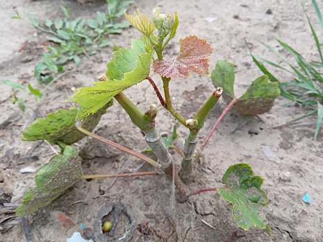 Срастается на 8-10 день: прививка винограда "Зелёным в зелёное" пошагово