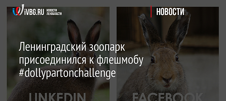 Ленинградский зоопарк присоединился к флешмобу #dollypartonchallenge