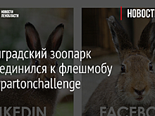 Ленинградский зоопарк присоединился к флешмобу #dollypartonchallenge