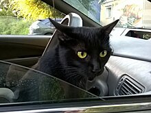 10 примет и суеверий об автомобилях, которые всегда сбываются