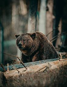 Заблудший медведь напугал жителей российского региона и пропал