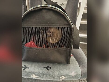 Кошка в переноске обнаружена на Белорусском вокзале в поезде "Аэроэкспресс"