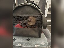 Кошка в переноске обнаружена на Белорусском вокзале в поезде "Аэроэкспресс"