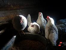 В Челябинской области заново пересчитают сельхозхозяйства