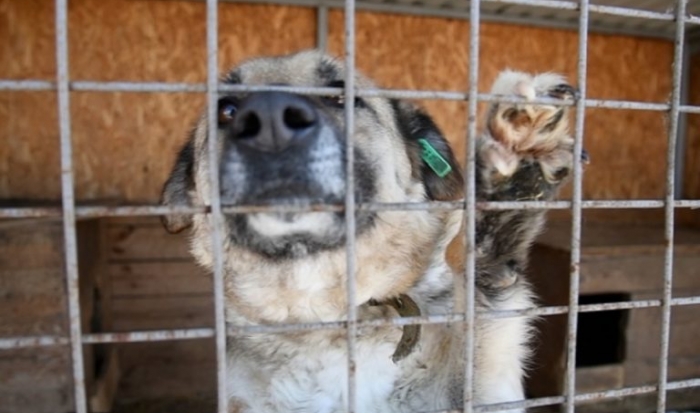 В Волгоградской области подсчитали число безнадзорных собак