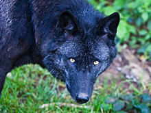 Редкий черный волк попал на видео в США