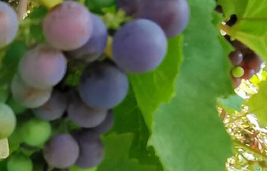 На фоне рекордного урожая винограда в Шампани пополняют винный резерв