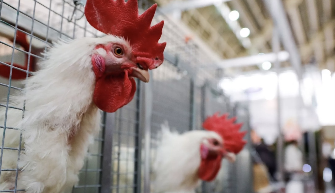 В Турции планируют ввести запрет на экспорт курицы