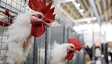 В Турции планируют ввести запрет на экспорт курицы