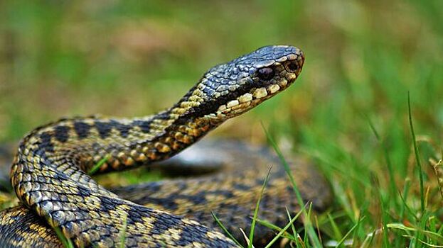 Спасатели поймали ужа в столичном магазине продуктов