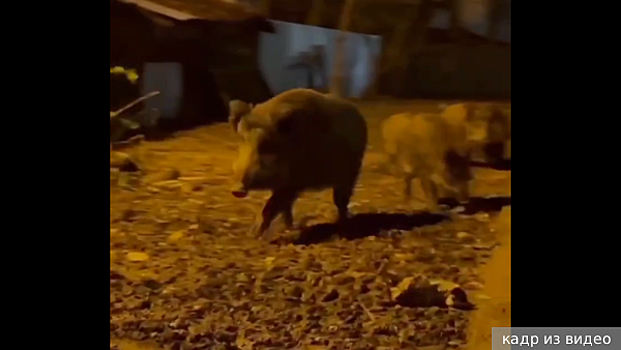 Опубликовано видео со стадом диких кабанов на улицах в Мытищах