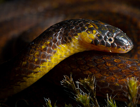 В Эквадоре обнаружены находящиеся на грани вымирания новые виды змей
