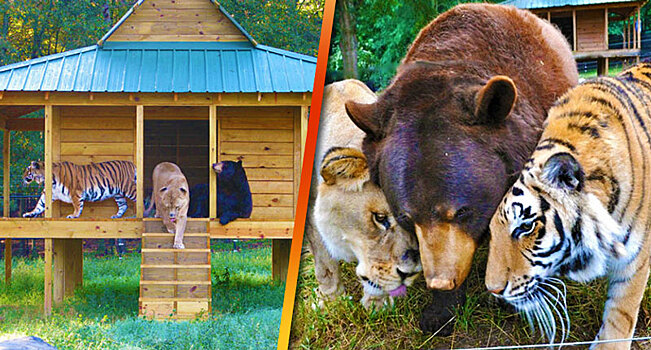 В центре Наро-Фоминска может появиться парк львов, тигров и медведей