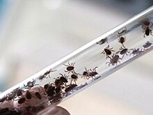 176 жителей Красноярского края пострадали от укусов клещей за минувшую неделю