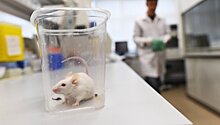 В Ростове представят прибор с крысой для пятиминутной диагностики рака