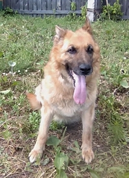 Служебная собака-пенсионерка ищет новый дом в Костромской области