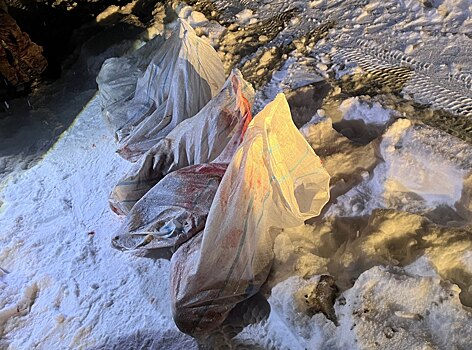 В Воткинском районе задержали браконьера, убившего лося