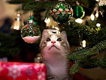 У части россиян досрочно наступил Новый год