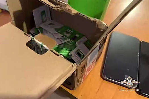 Волк: в Санкт-Петербурге сотрудники МВД ликвидировали узел телефонных мошенников