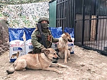 Бойцы вынесли из-под огня и вылечили своего четырехлапого товарища под Шебекино