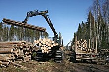 В Поморье остановили уничтожение леса под видом законных рубок